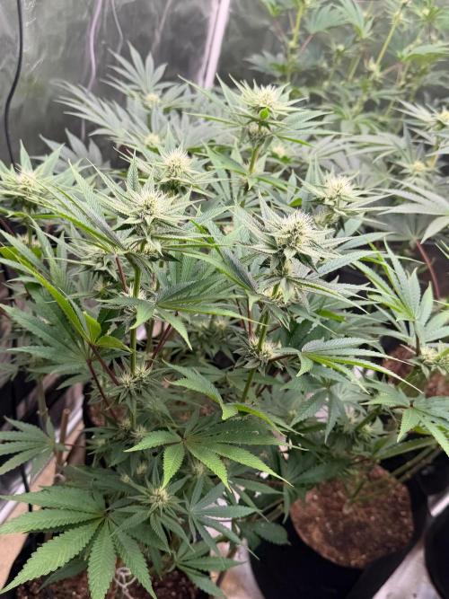 Strawberry Diesel. Week 9