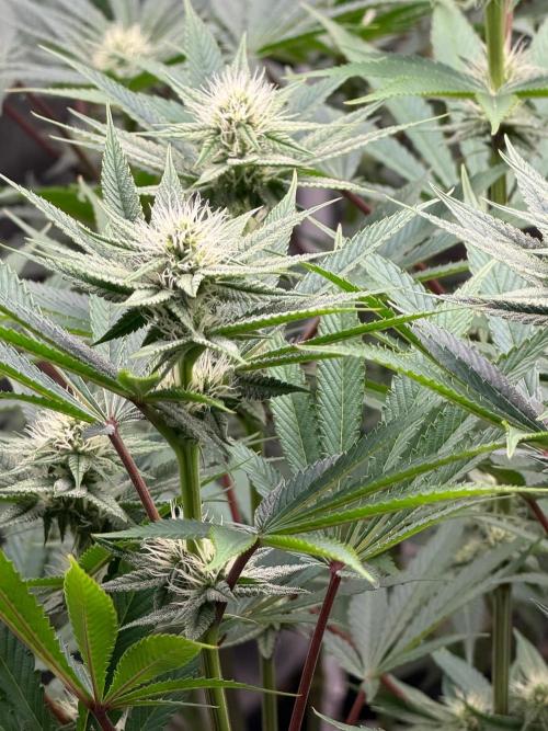 Strawberry Diesel. Week 9