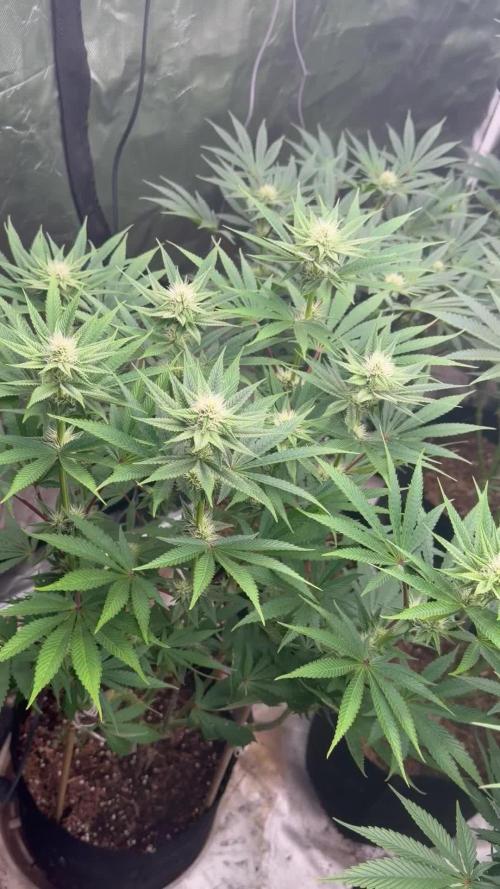 Strawberry Diesel