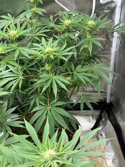 Lilac cake. Week 9