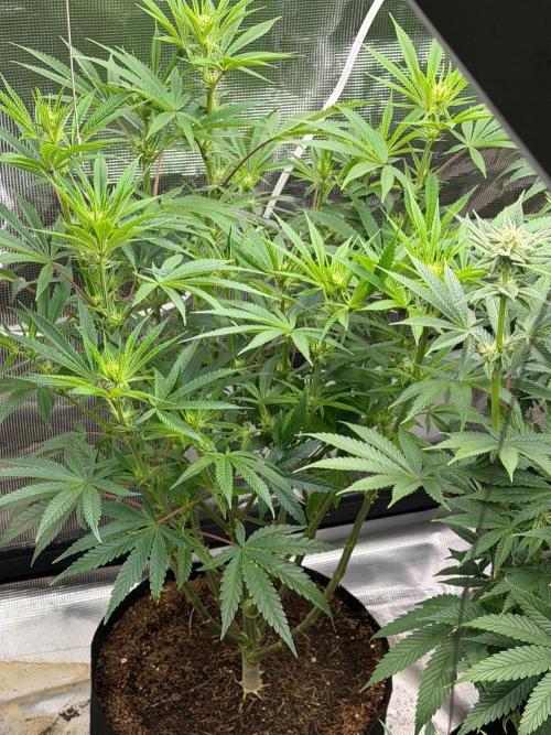 Lilac cake. Week 9