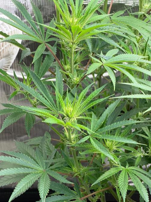Lilac cake. Week 9