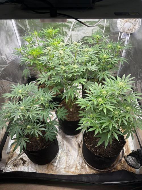 Lilac cake. Week 9