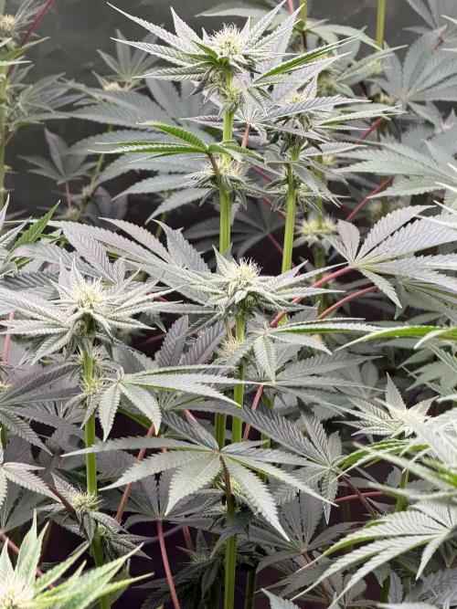 Cherry Poppers. Week 8