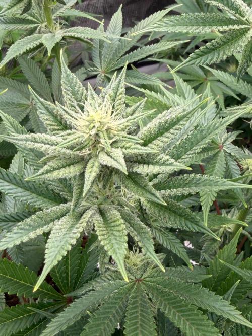 Cherry Poppers. Week 8