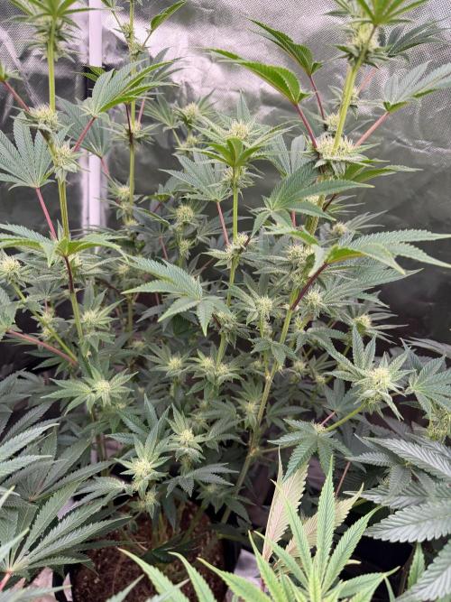 Runsetz. Week 10