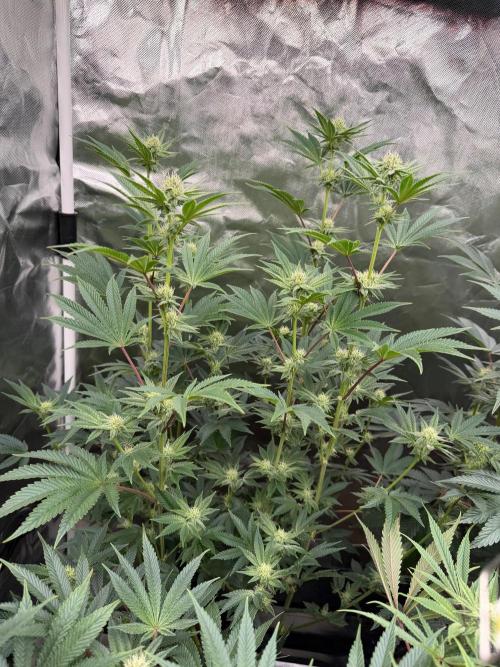 Runsetz. Week 10