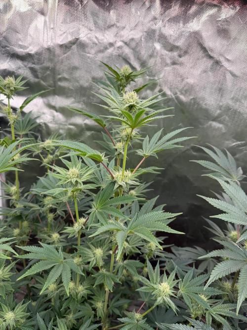 Runsetz. Week 10