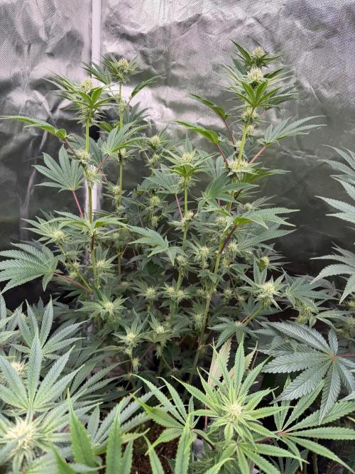 Runsetz. Week 10