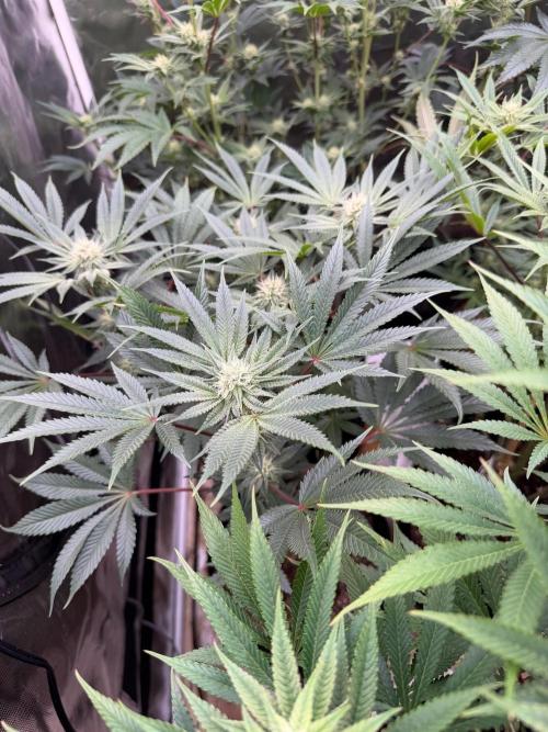 King kush breathe v2. Week 9