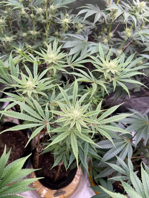 King kush breathe v2. Week 9