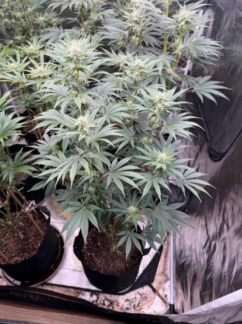 King kush breathe v2. Week 9
