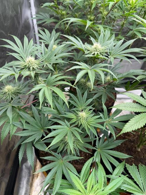 King kush breathe v2. Week 9