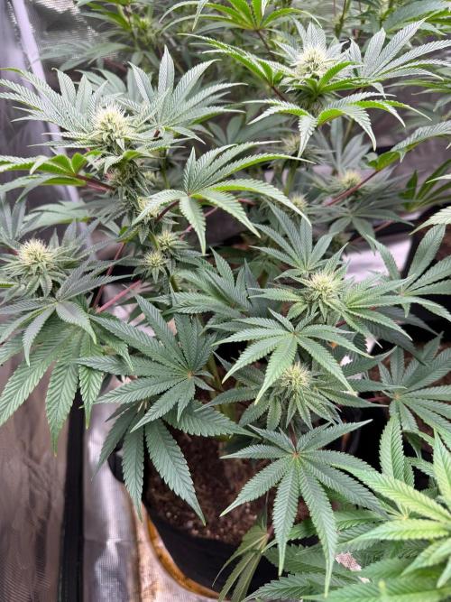 Grow Tent S448 48x48x80. Week 9