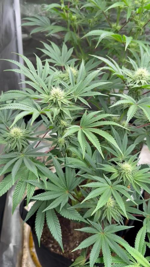 King kush breathe v2