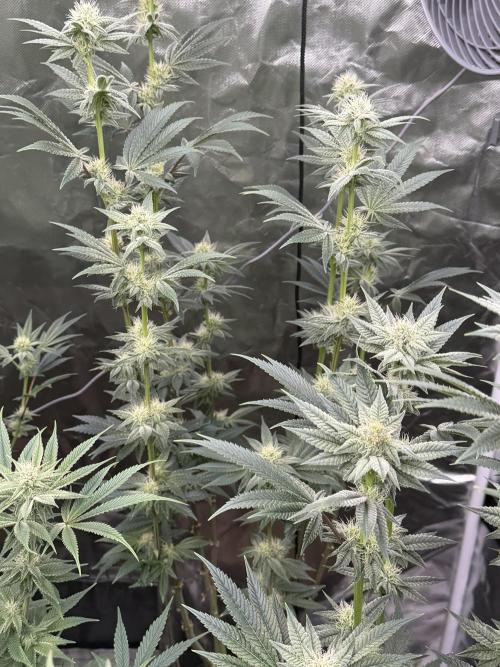 Cherry Poppers. Week 10