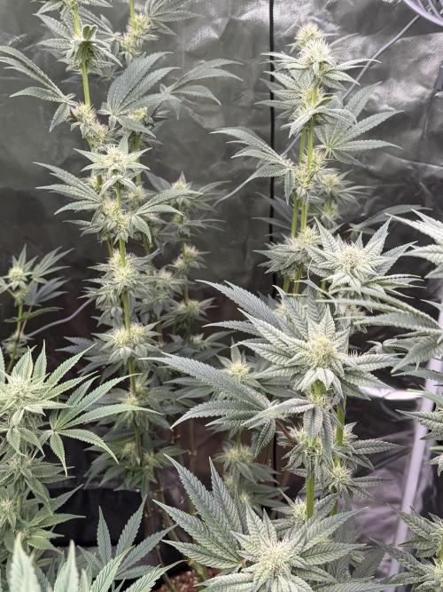 Cherry Poppers. Week 10