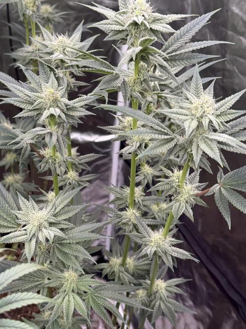 Cherry Poppers. Week 10