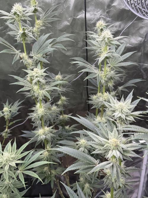 Cherry Poppers. Week 10