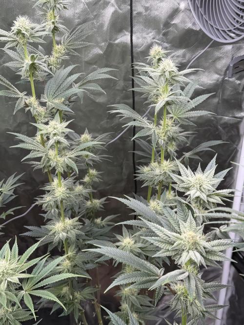 Cherry Poppers. Week 10