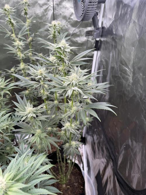 Cherry Poppers. Week 10
