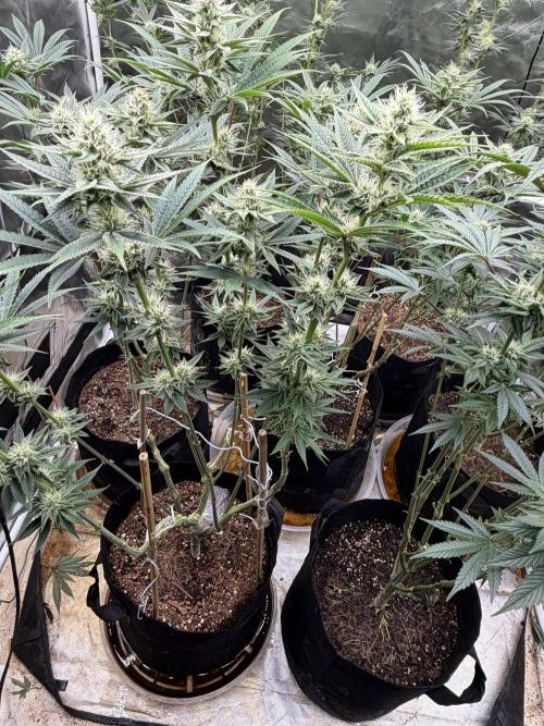 Strawberry Diesel. Week 10
