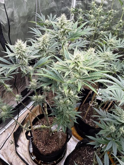 Strawberry Diesel. Week 10
