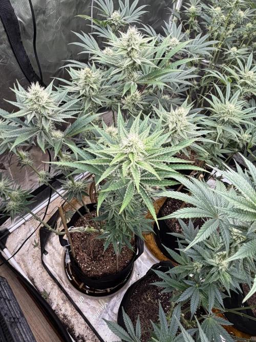Strawberry Diesel. Week 10