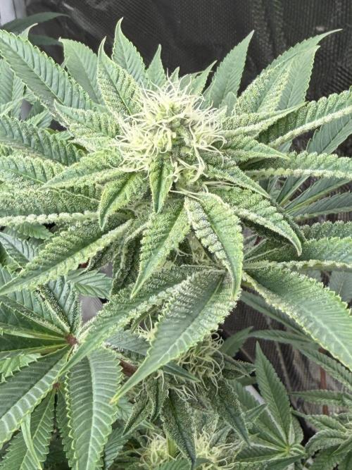 Strawberry Diesel. Week 10