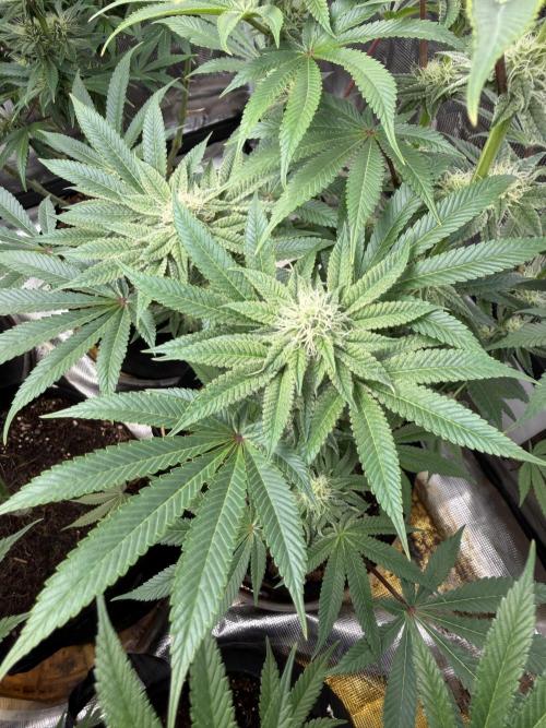 Strawberry Diesel. Week 10