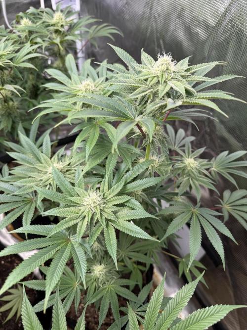 Strawberry Diesel. Week 10