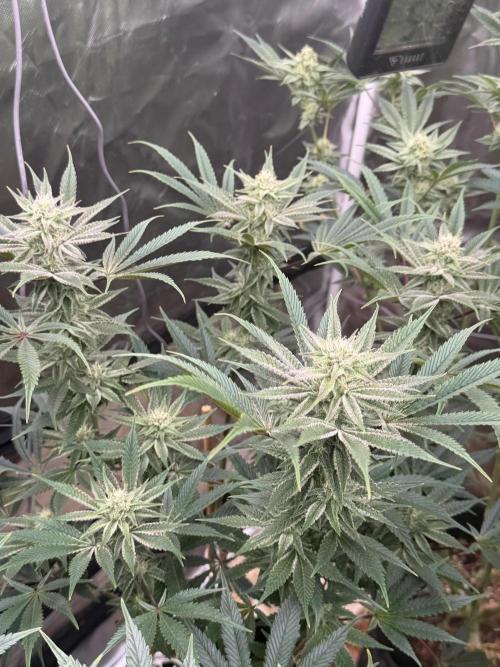 King kush breathe v2. Week 10