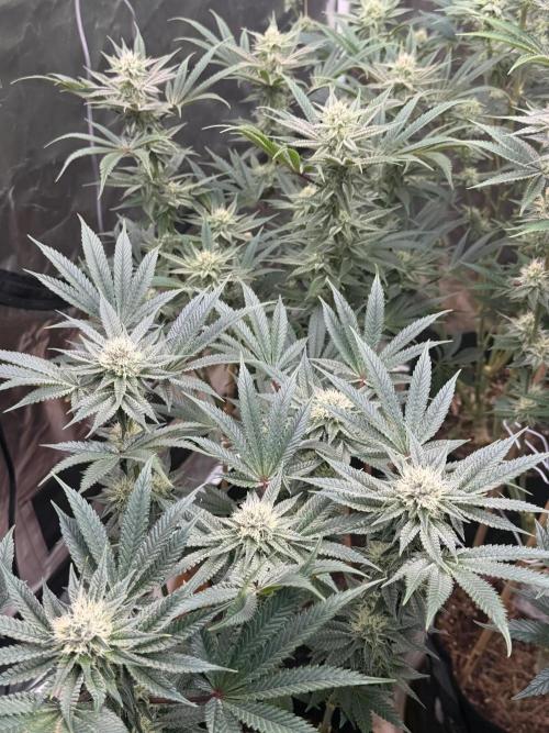 King kush breathe v2. Week 10