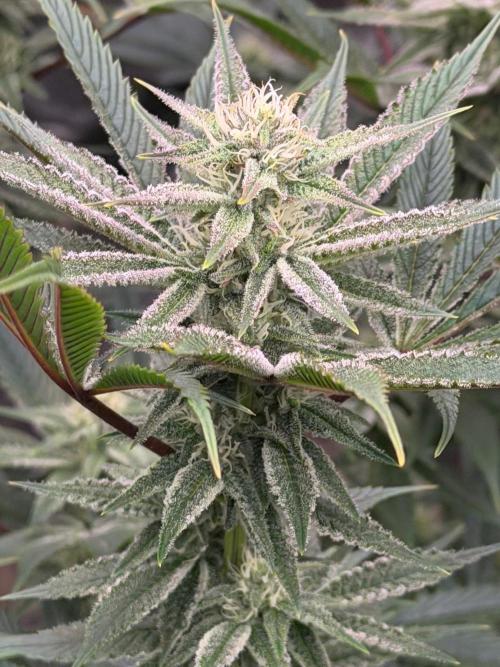 King kush breathe v2. Week 10
