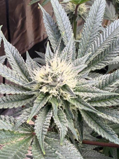 King kush breathe v2. Week 10