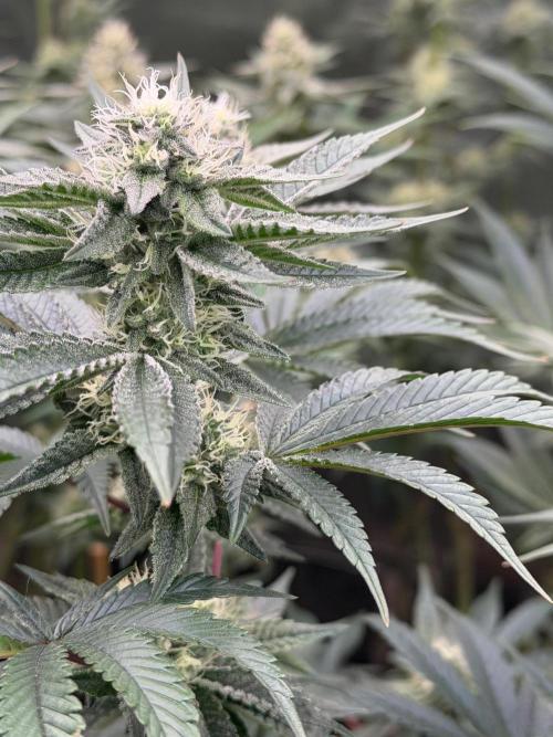 King kush breathe v2. Week 10