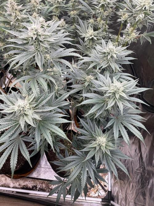 King kush breathe v2. Week 10