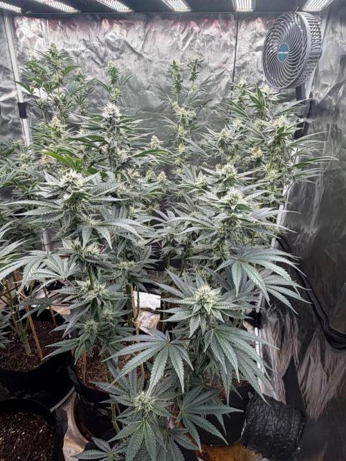 King kush breathe v2. Week 10