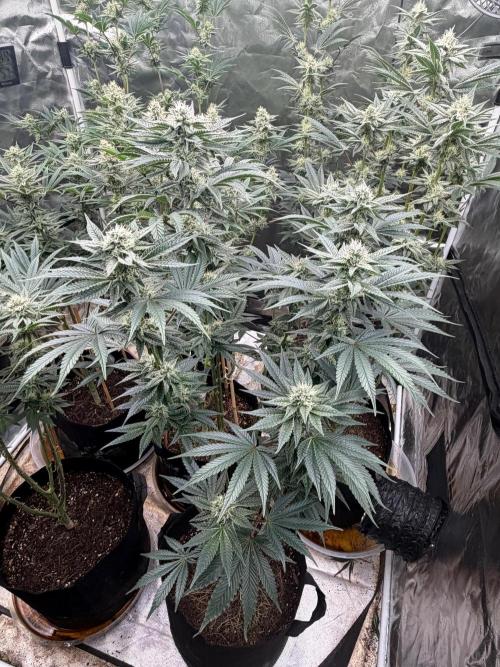 King kush breathe v2. Week 10