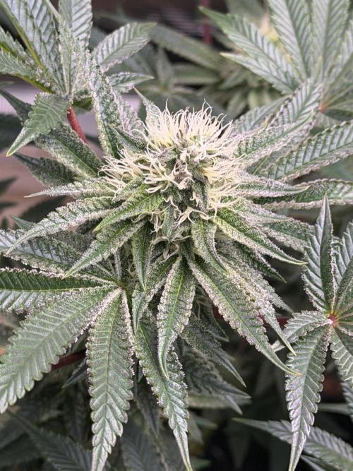 King kush breathe v2. Week 10