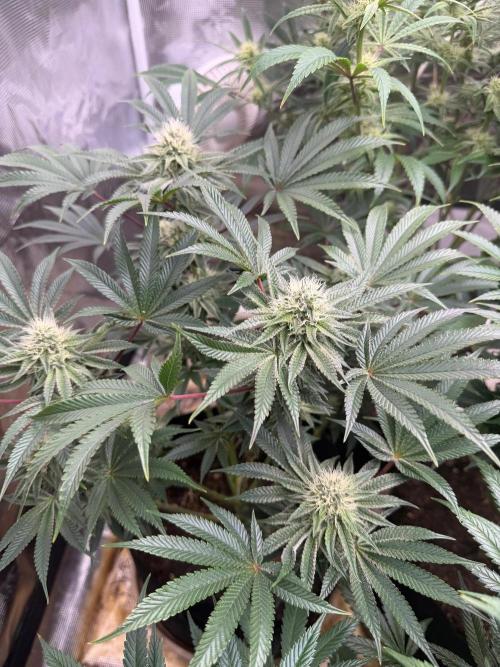 King kush breathe v2. Week 10