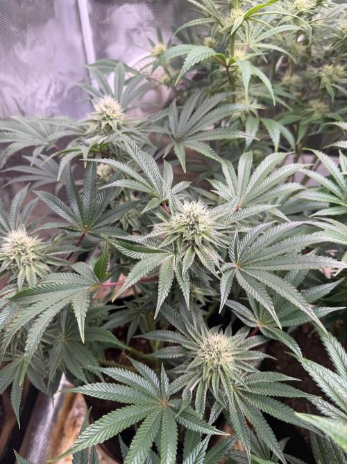 King kush breathe v2. Week 10