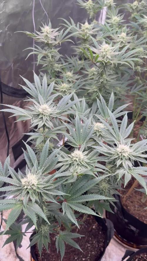 King kush breathe v2