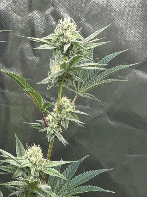 Runsetz. Week 10