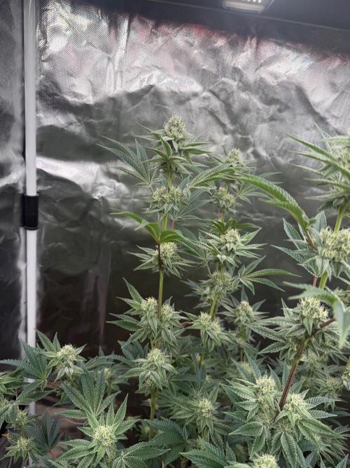 Runsetz. Week 10