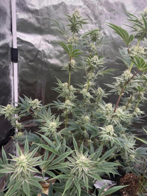 Runsetz. Week 10
