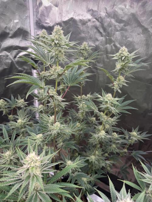 Runsetz. Week 10