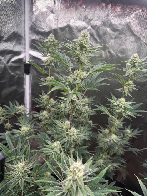 Runsetz. Week 10