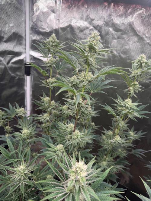 Runsetz. Week 10