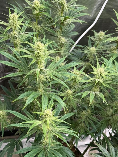 Lilac cake. Week 10
